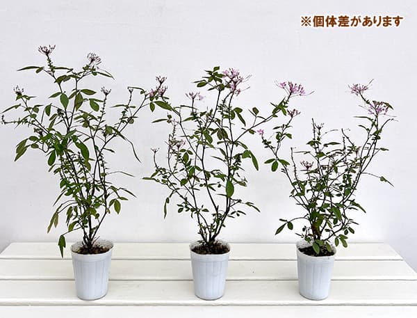 クレオメ：ハミングバード2.5号ロングポット の通販 | 園芸ネット