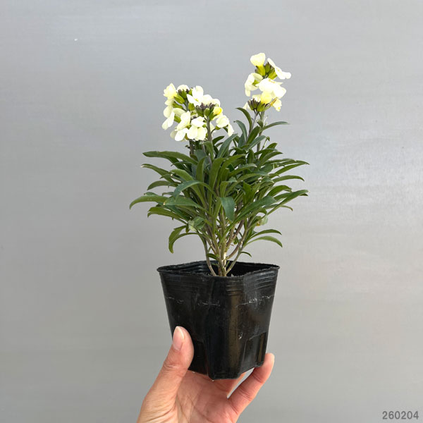 （わけあり特価）エリシマム：レヤ ホワイト3号ポット