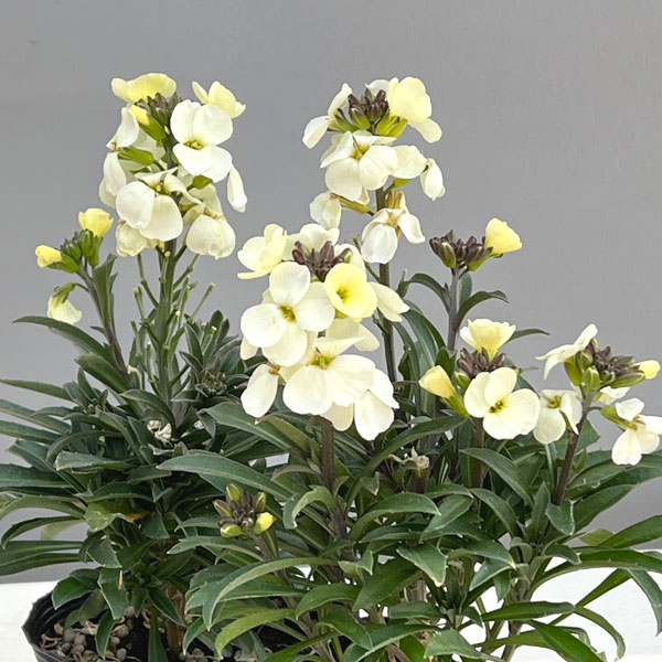 （わけあり特価）エリシマム：レヤ ホワイト3号ポット