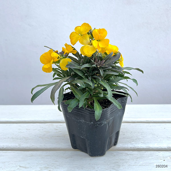 エリシマム：レヤ ブライトイエロー3号ポット