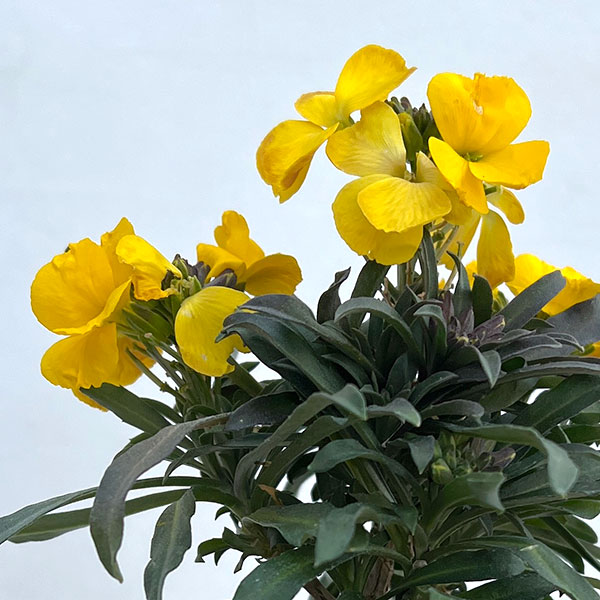 エリシマム：レヤ ブライトイエロー3号ポット