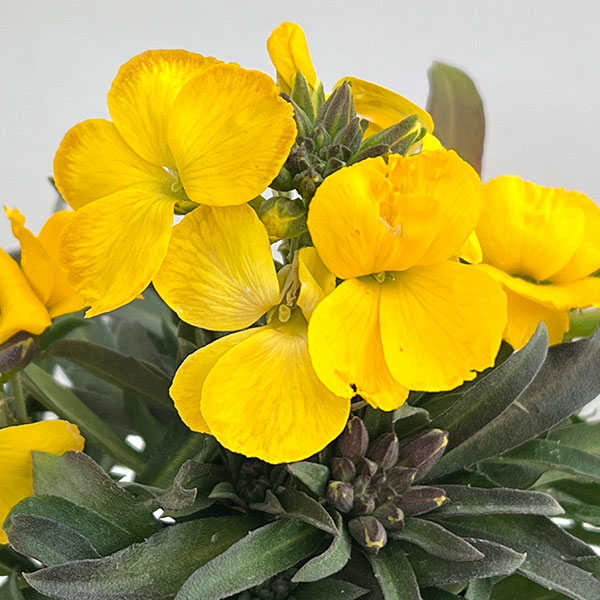 エリシマム：レヤ ブライトイエロー3号ポット