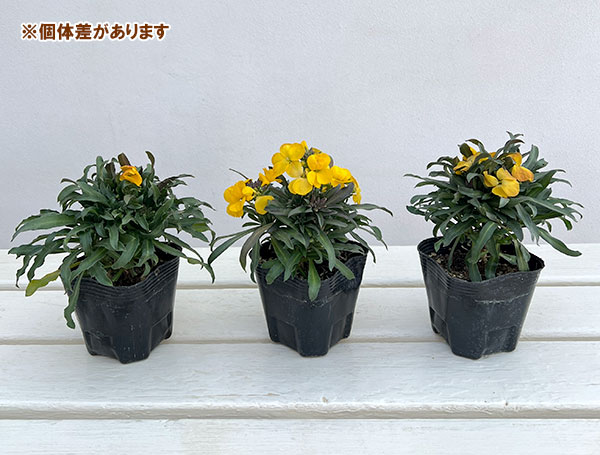 エリシマム：レヤ ブライトイエロー3号ポット