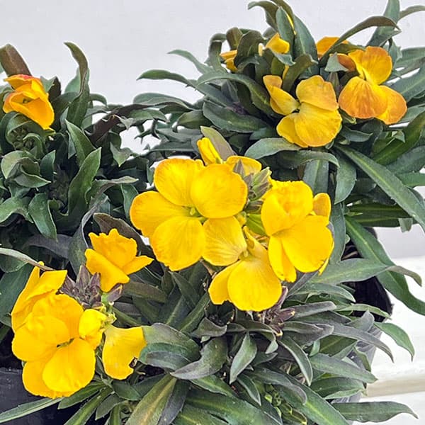 エリシマム：レヤ ブライトイエロー3号ポット