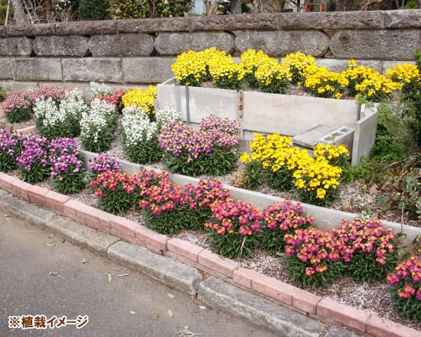 エリシマム：レヤ ブライトイエロー3号ポット