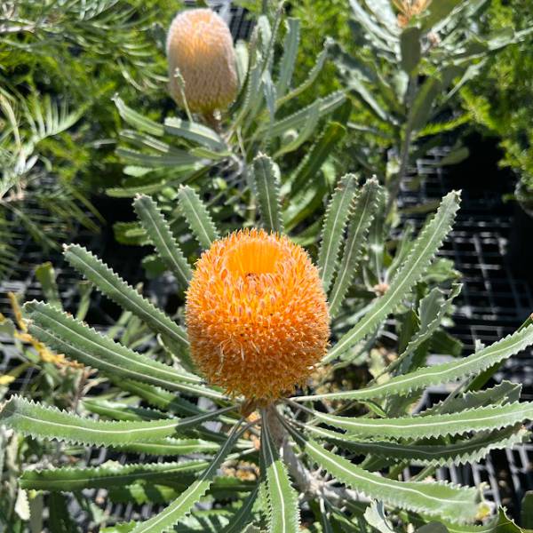 バンクシア バーデッティ 5号 美樹形 バンクシア：バーディティー8号