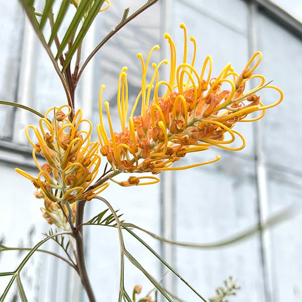 グレビレア：ゴールデンユーロ8号鉢植え