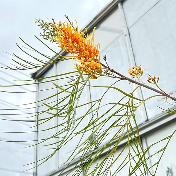 グレビレア：ゴールデンユーロ8号鉢植え