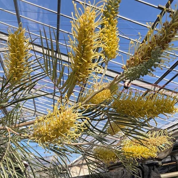 グレビレア：ゴールデンユーロ8号鉢植え