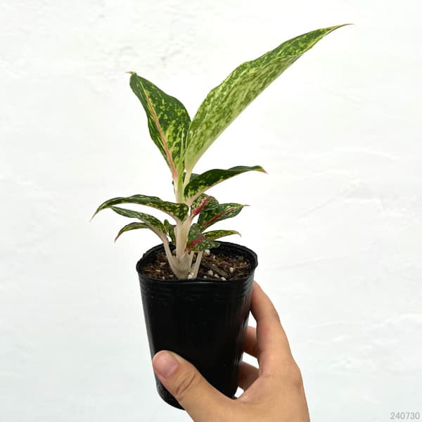 ま*ろ様 アグラオネマ　ナイトスパークル　極上 PLANCHU 観葉植物 アグラオネマ ナイトスパーク Aglaonema