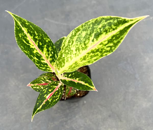 園芸ネット本店｜アグラオネマ：ナイトスパークル 2.5号ポット の通販