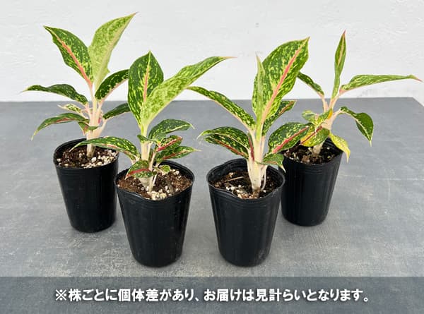 アグラオネマ：ナイトスパークル 2.5号ポット の通販 | 園芸ネット