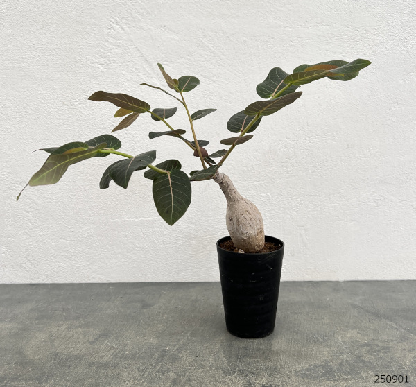 フィランサス：ミラビリス　3号鉢植え