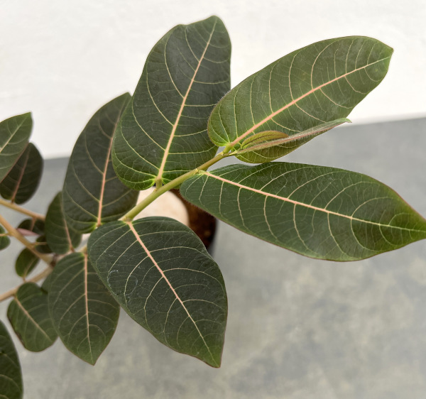 フィランサス：ミラビリス　3号鉢植え