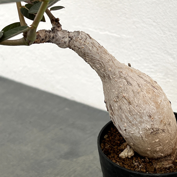 フィランサス：ミラビリス　3号鉢植え