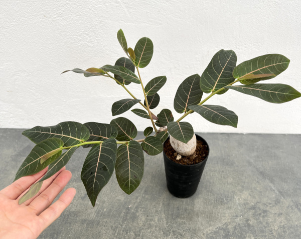 フィランサス：ミラビリス　3号鉢植え