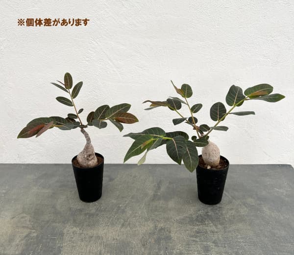 フィランサス：ミラビリス　3号鉢植え