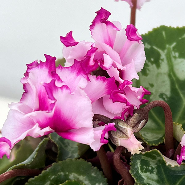 園芸ネット本店｜シクラメン：ヴィヴィアンピンク3号ポット の通販【公式】