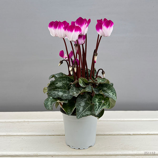 シクラメン:インディアカ パープル3号ポット(北海道産充実株)