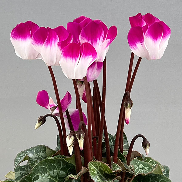 シクラメン:インディアカ パープル3号ポット(北海道産充実株)