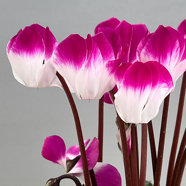 シクラメン:インディアカ パープル3号ポット(北海道産充実株)