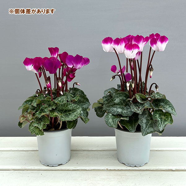 シクラメン:インディアカ パープル3号ポット(北海道産充実株)