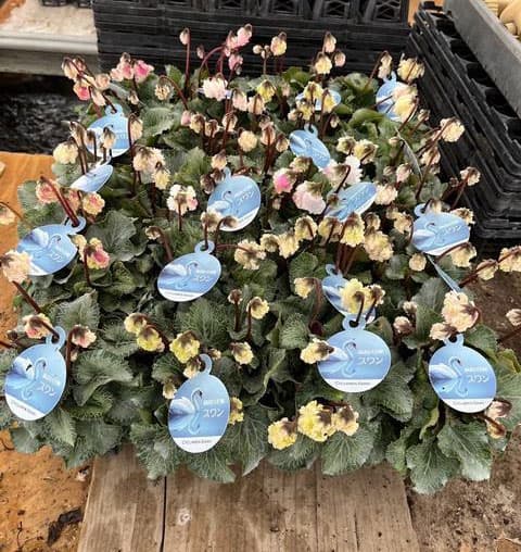 シクラメン：スワン　ストライプ3号ポット