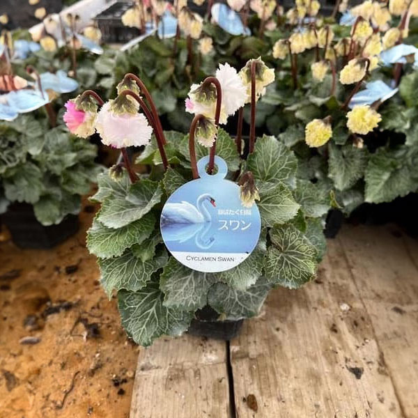 シクラメン：スワン　ストライプ3号ポット