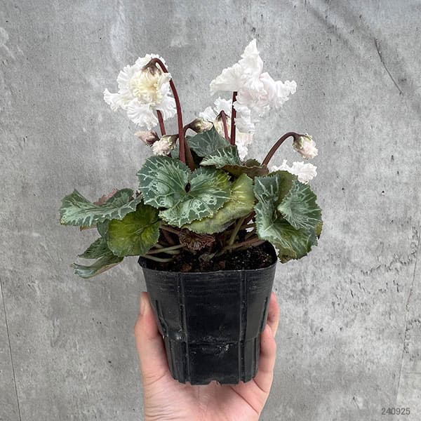 シクラメン：スワン　ストライプ3号ポット