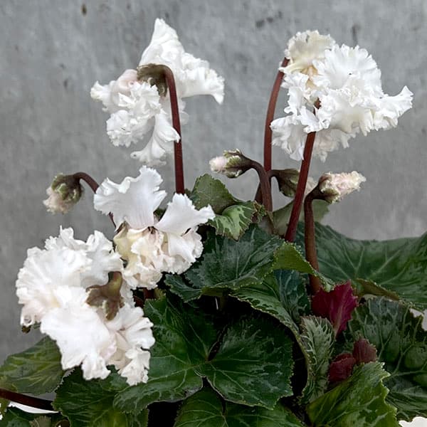 シクラメン：スワン　ストライプ3号ポット