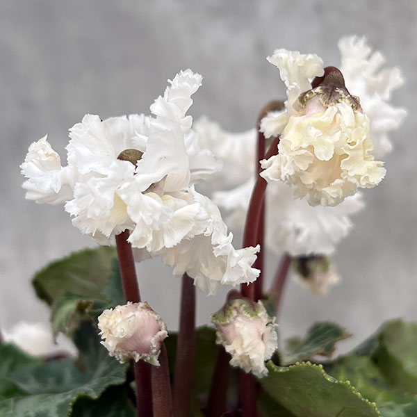 シクラメン：スワン　ストライプ3号ポット