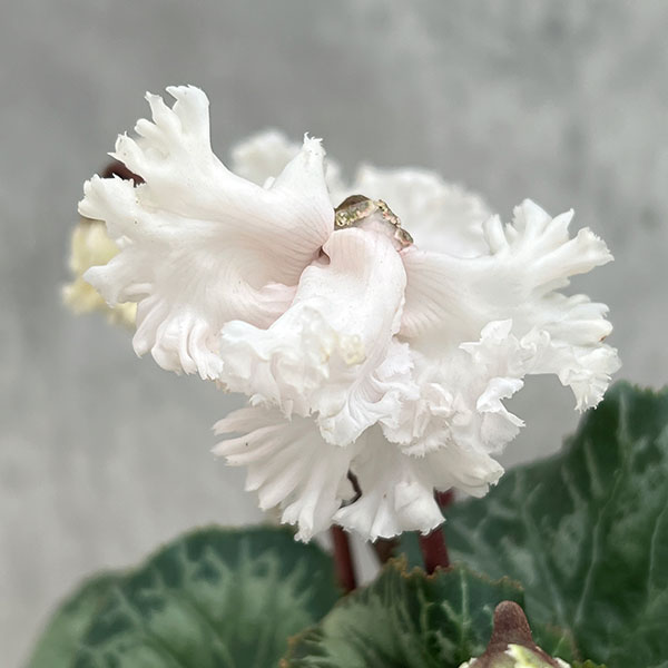 シクラメン：スワン　ストライプ3号ポット