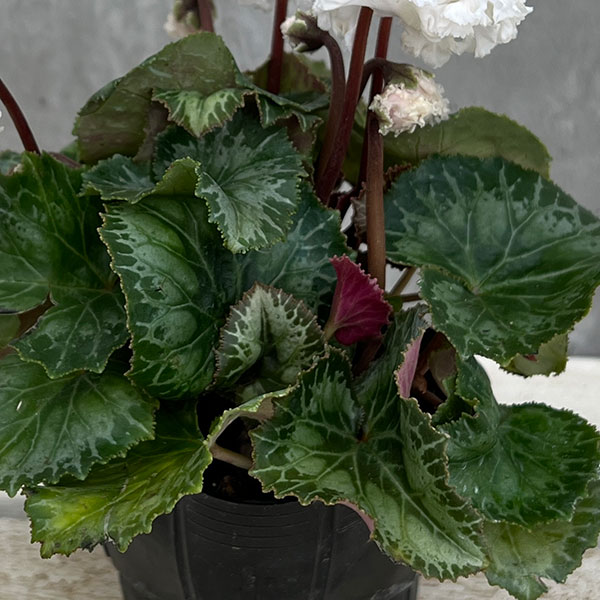 シクラメン：スワン　ストライプ3号ポット