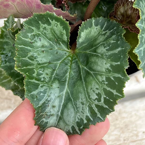 シクラメン：スワン　ストライプ3号ポット