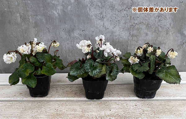 シクラメン：スワン　ストライプ3号ポット