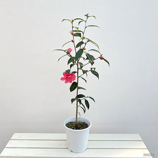 ツバキ（椿）：蓮華（れんげ）6号鉢植え