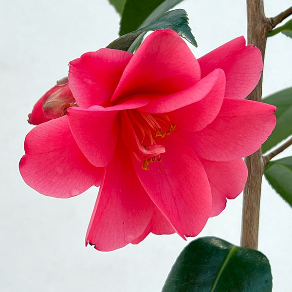 ツバキ（椿）：蓮華（れんげ）6号鉢植え