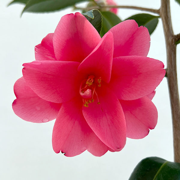 ツバキ（椿）：蓮華（れんげ）6号鉢植え