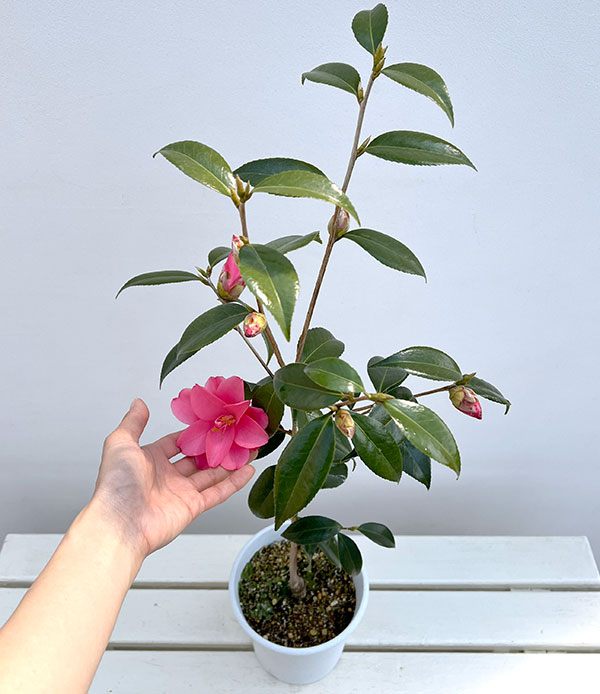 ツバキ（椿）：蓮華（れんげ）6号鉢植え