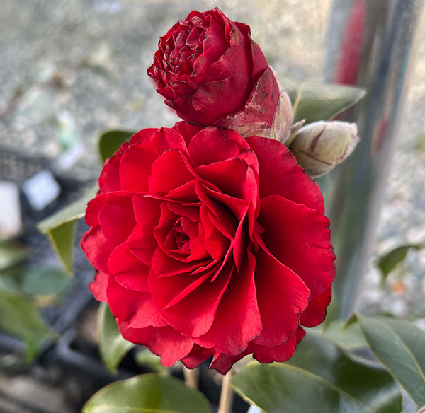 ツバキ(椿):さつま紅6号鉢植え