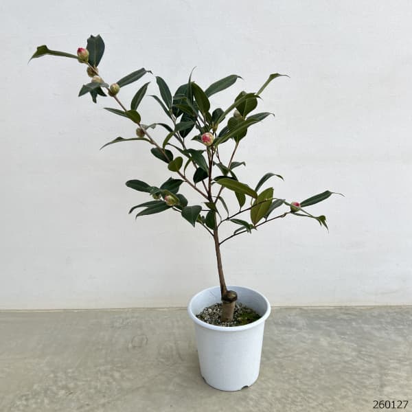 ツバキ(椿):花芙蓉6号鉢植え