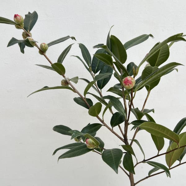 ツバキ(椿):花芙蓉6号鉢植え