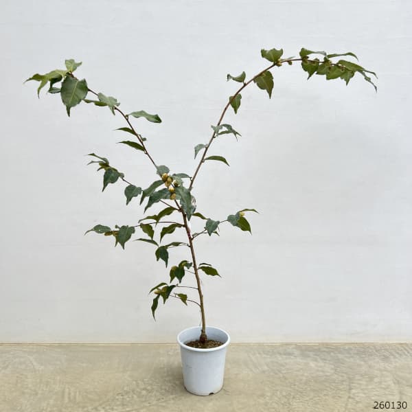 ツバキ（椿）：黄蓮華（きれんげ）6号鉢植え