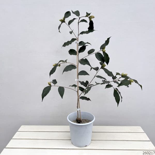 ツバキ（椿）：黄蓮華（きれんげ）6号鉢植え