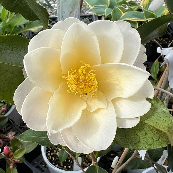ツバキ（椿）：黄蓮華（きれんげ）6号鉢植え