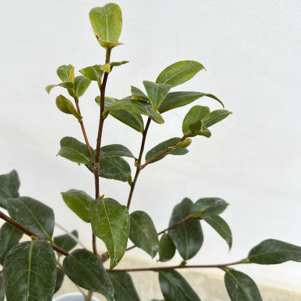 ツバキ（椿）：都鳥（みやこどり）6号鉢植え