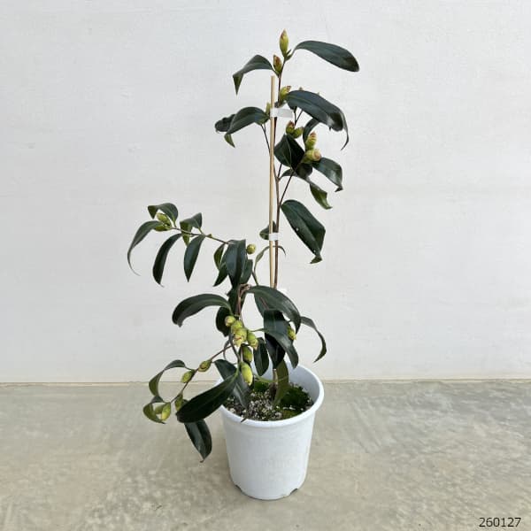 ツバキ（椿）：白孔雀（しろくじゃく）6号鉢植え