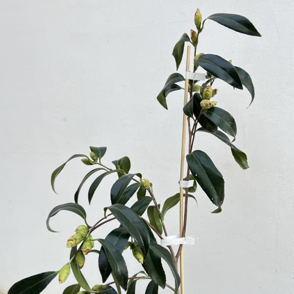 ツバキ（椿）：白孔雀（しろくじゃく）6号鉢植え