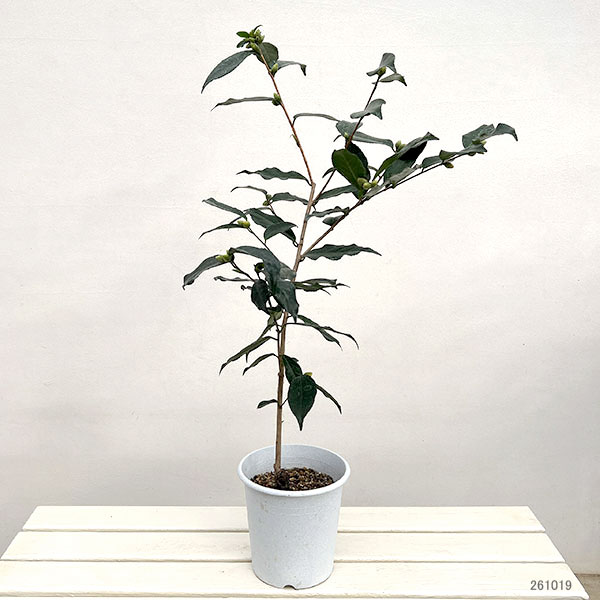 ツバキ（椿）：黄衣（こうい）6号鉢植え