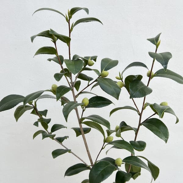 ツバキ（椿）：薩摩（さつま）6号鉢植え